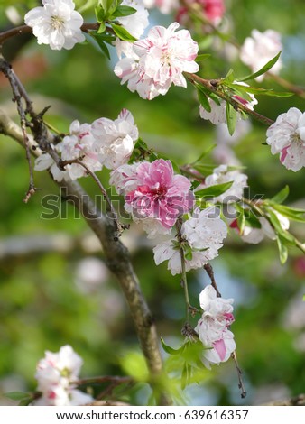 two-color Sakura in the same tree. Nagoya, Japan
