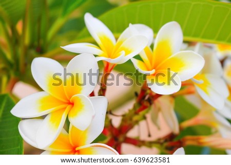 Beautiful flower background