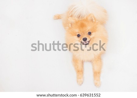 Cute small dog sit on a white background.
