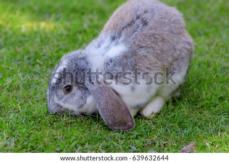 little rabbit on green grass background.