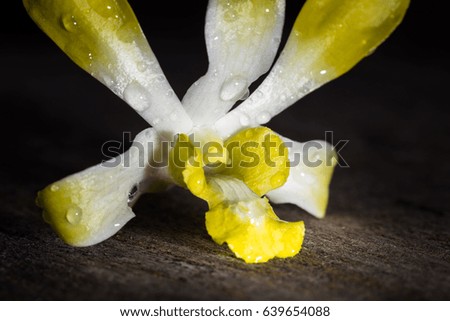 Close up of yellow orchid flower in low key tone on dark background
