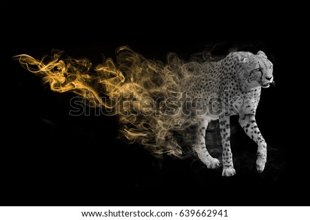 wildlife image of the world fasted land animal the cheetah, animal kingdom big 5 animals you must see