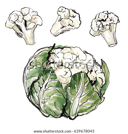 Cauliflower painted with a line on a white background. Sketch of meal with ink. Watercolor color food