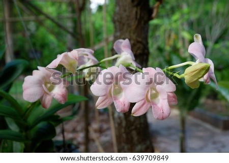 Pink orchids. Beautiful flowers.