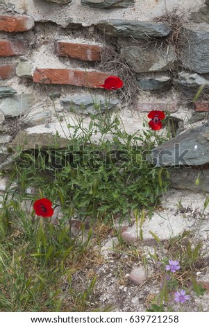red poppies in the green grass