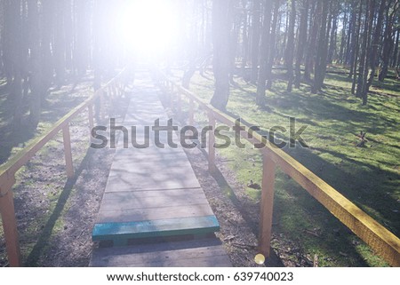 The wooden road planks in the forest, the sun shining white
