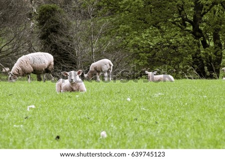 Landscape picture with sheep and trees and grass