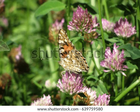 Tortoise butterfly on a clover on a green summer meadow.