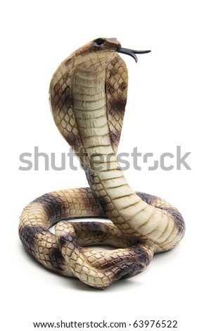 Cobra on White Background