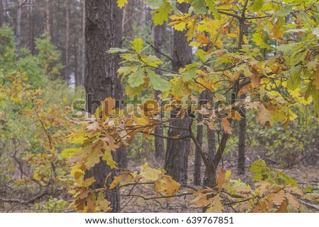 Autumn forest. Nature in the vicinity of Pruzhany, Belarus.