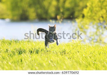 sweet tabby cat fun running on green meadow in Sunny summer day Royalty-Free Stock Photo #639770692