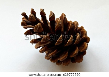 Pine Cone on white background.
