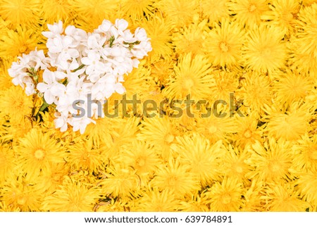 Branch of beautiful white lilac in the blurry background of dandelion flowers located next to each other