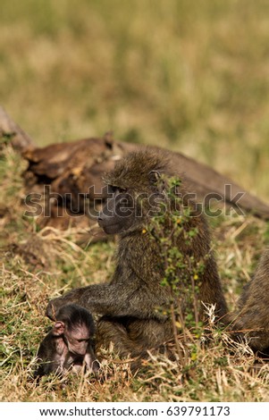 Olive baboon with baby, Masai Mara