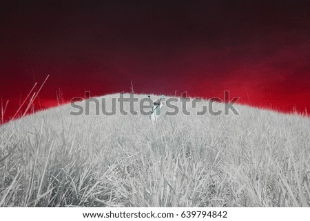 An infrared photography view of a glaring bright red sky over the hill of white grass,  White silhouette of hikers climbing uphill.