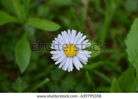 White daisy / white chamomile flower
