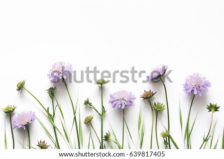 Soft purple meadow flowers (field scabious) on white background.