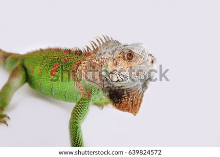 green iguana on white background horizontal shot