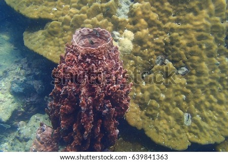 Side view of a Barrel sponge live and grow at the coral reef under the tropical sea. And colorful tiny fish are in the middle of big hole of sponge. Underwater picture