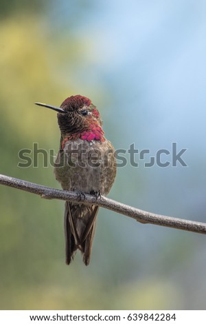 Male Anna's hummingbird. Photo taken in Southern California, USA.This hummingbird species is native to the west coast of North America, and was named after Anna Massena, Duchess of Rivoli.