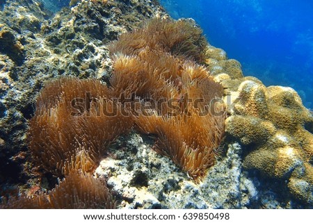 Colorful sea anemone and fishes at the coral reef under the sea. Underwater picture