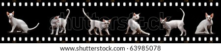 White Cornish Rex cat In six positions sitting standing moving with film strip background