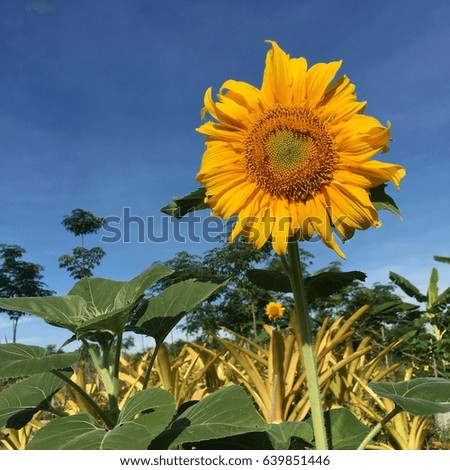 Sunflower . Take pictures with the phone.