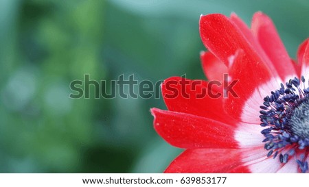 Isolated amazing, beautiful red natural tulip flower pedal, close up photo with green background at nature, macro photo shoot at spring time