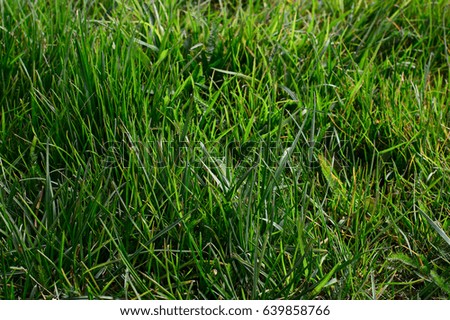 Natural background with green grass