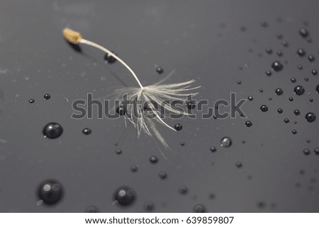One seed of dandelion after rain with drops on the glass. 