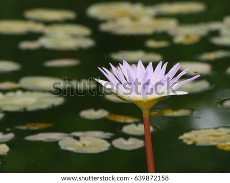 beautiful waterlily