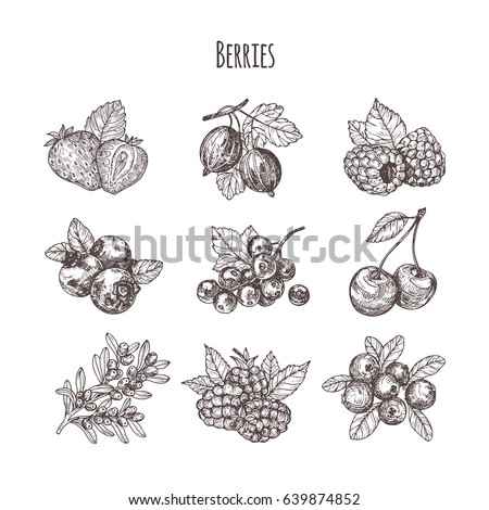 Hand drawn illustration berries set. Vector scetch.Vintage illustration. Botanical illustration of engraved berry. Royalty-Free Stock Photo #639874852