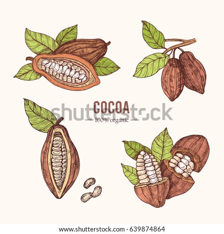 Organic hand drawn colored elements.Vector botanical illustration of cocoa beans. Vintage style. Use for cosmetic package, shop, store, products, identity, branding, label. Royalty-Free Stock Photo #639874864