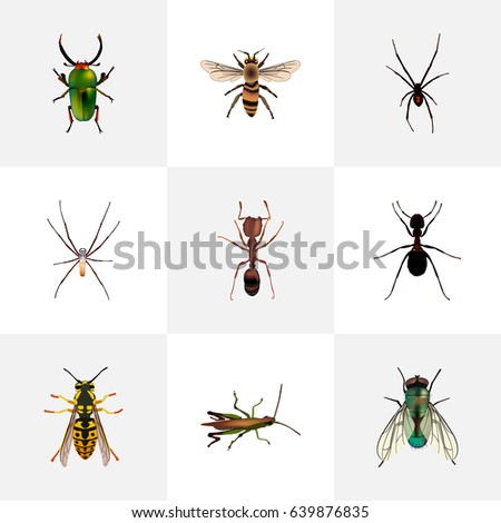 Realistic Bee, Ant, Spider And Other Vector Elements. 