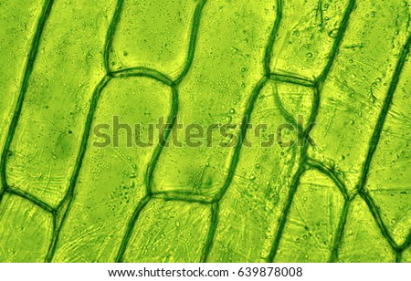 Plant cell under microscop Royalty-Free Stock Photo #639878008