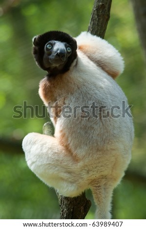 A cute crowned sifaka (Propithecus coronatus) in a tree