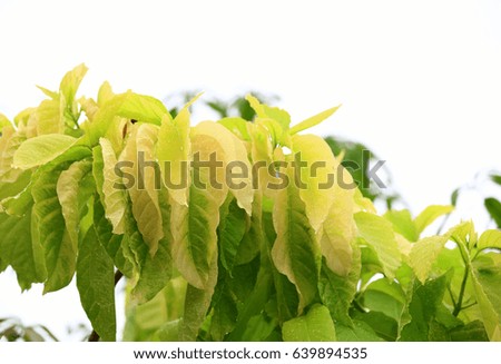 Lettuce Tree, Soft green or yellow leave tree