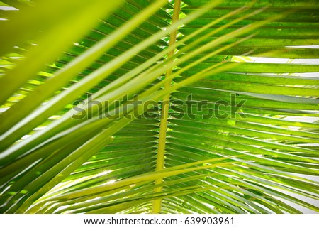 close up view of nice green palm leaf
