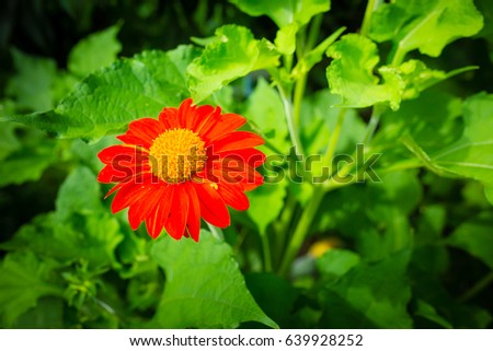 red zinnia on green leaves