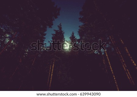 Night in summer forest