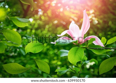 Mysterious spring floral background with blooming pink magnolia flowers on a sunny day 