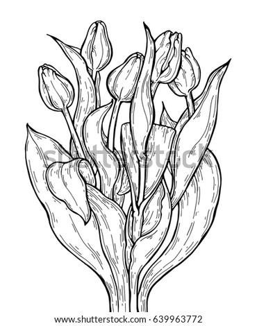 Tulip flowers bouquet. Vector artwork. Black and white. Coloring book pages for adults. Love bohemia concept for wedding invitation card, ticket, branding, boutique logo label. Gift for girl and women