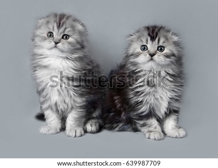 Small Scottish fold two kittens on grey background