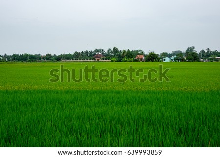 rice fields and palm trees Vietnam