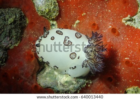 Nudibranch or sea slug, Jorunna