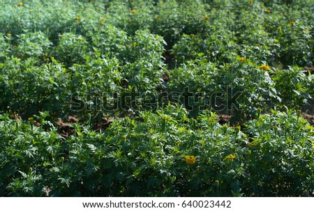 Field of young Marigold Yellow flower on the plantation 