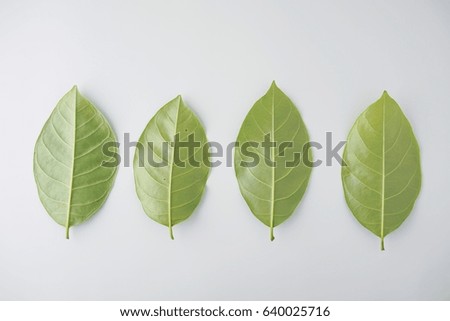 green leaf on white background flat lay