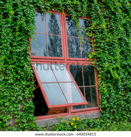 red window and green ivy