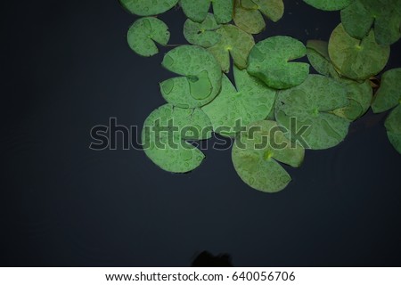 A photo of a pattern of lily pad floating, growing and expand all over the water pond.  Royalty-Free Stock Photo #640056706