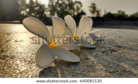 GUJARAT / INDIA MAY 10,2016 : A White flower on  stone with sunlight.